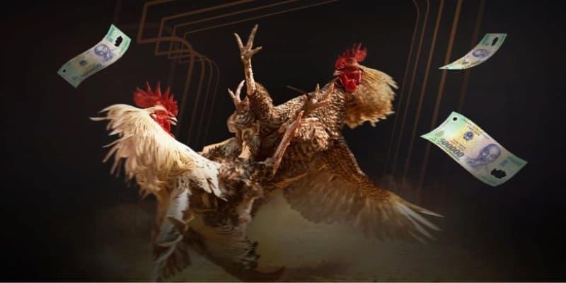 Đá Gà 33win trải nghiệm người dùng